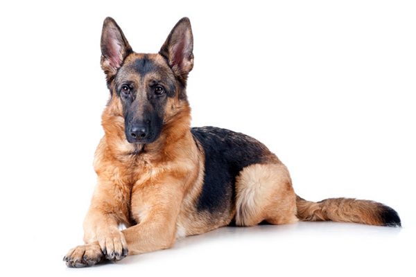 Buy German Shepherd Pups Bark And Paws